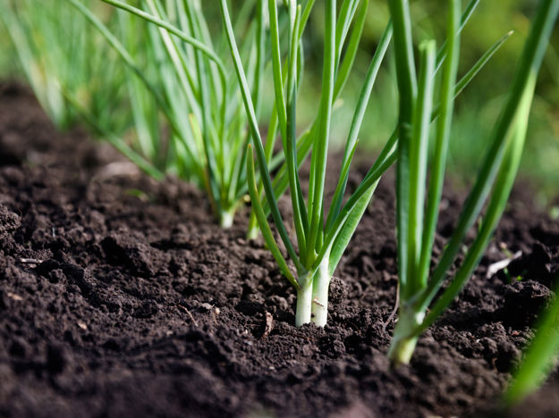Spring Onions In Field (Stock)