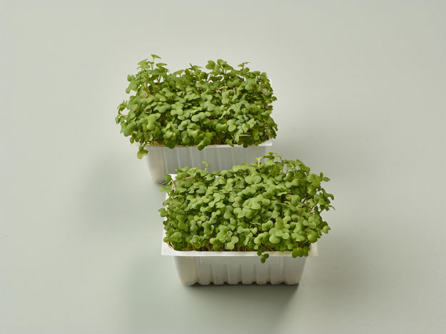 Salad Cress Brakes 10397 FD 22501