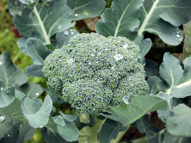 Broccoli Head (Stock)