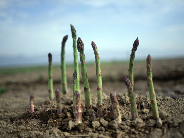 Asparagus (Stock)