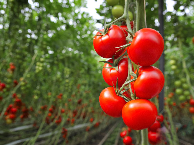 Vine Tomatoes (Stock)